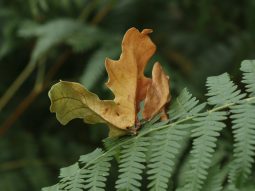 {{brizy_dc_image_alt entityId=