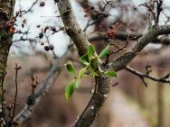 {{brizy_dc_image_alt entityId=