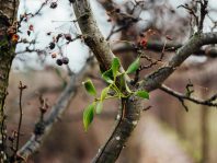 {{brizy_dc_image_alt entityId=