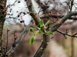 {{brizy_dc_image_alt entityId=